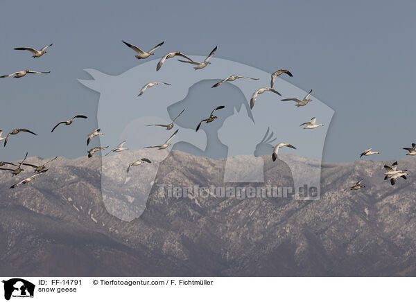 Schneegnse / snow geese / FF-14791