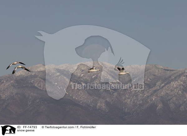 Schneegnse / snow geese / FF-14793