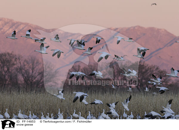 Schneegnse / snow geese / FF-14853