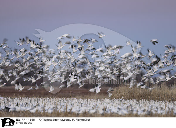 Schneegnse / snow geese / FF-14858