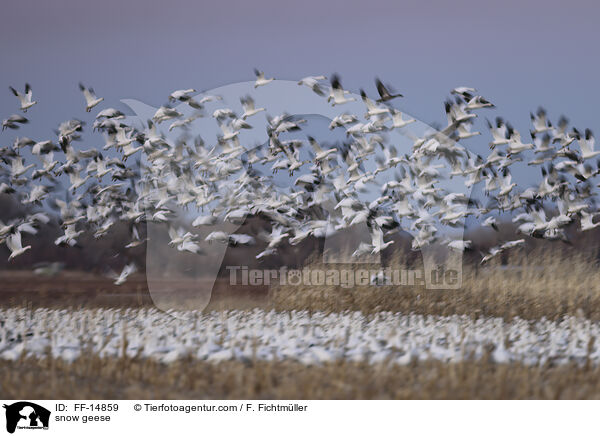 Schneegnse / snow geese / FF-14859