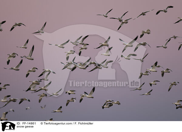 snow geese / FF-14861