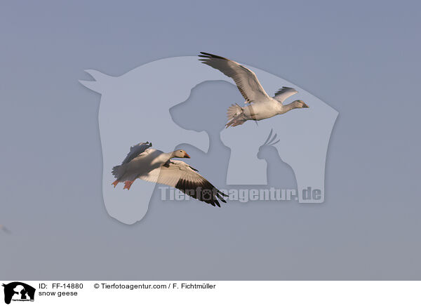 Schneegnse / snow geese / FF-14880