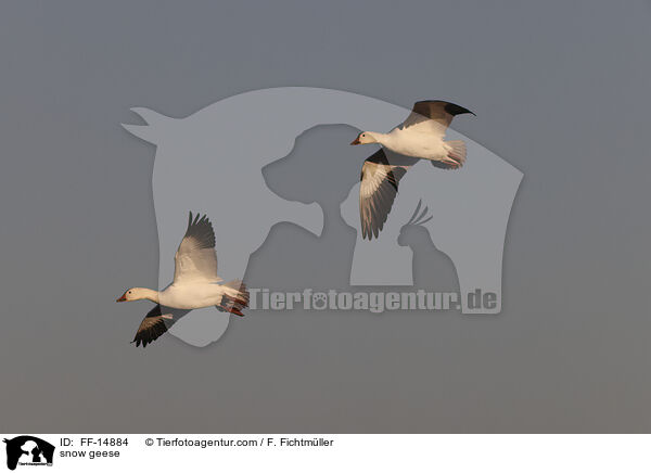 snow geese / FF-14884