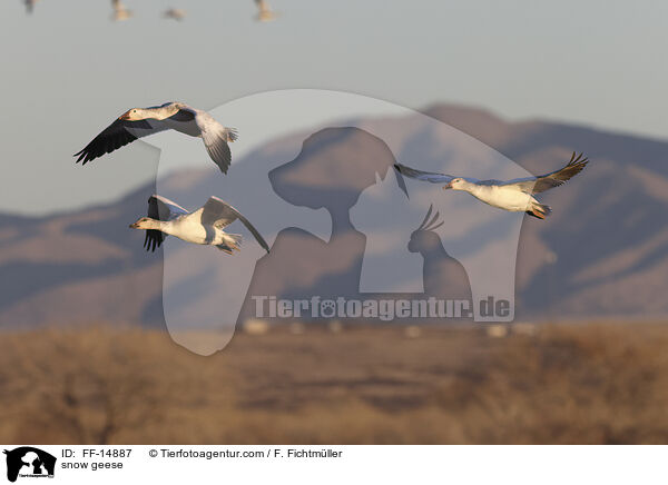 snow geese / FF-14887