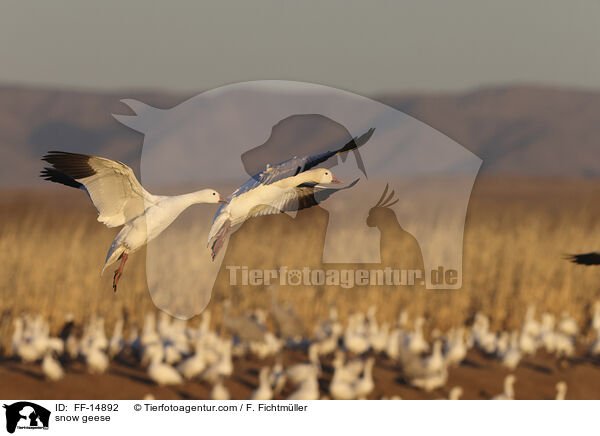 snow geese / FF-14892