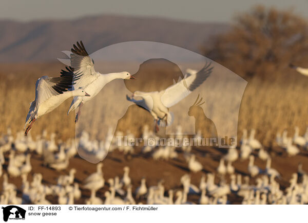 snow geese / FF-14893