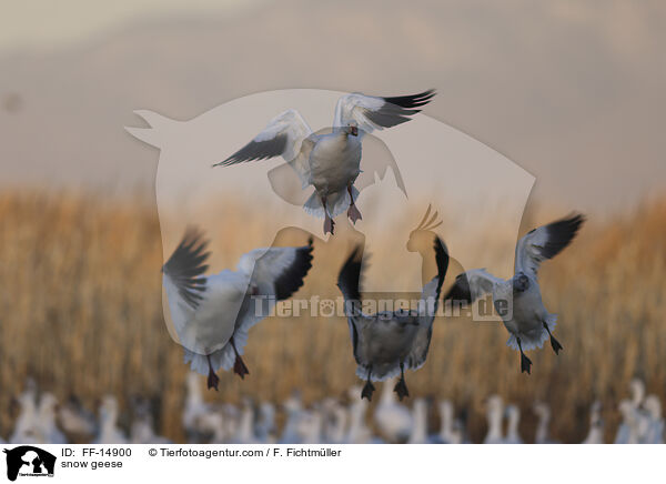Schneegnse / snow geese / FF-14900