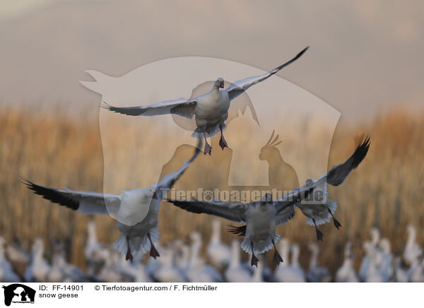 snow geese / FF-14901