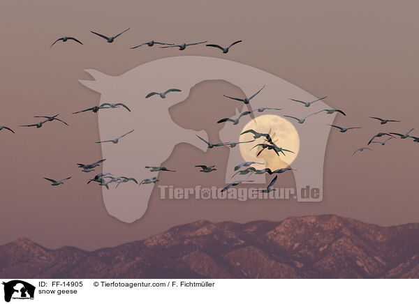 snow geese / FF-14905