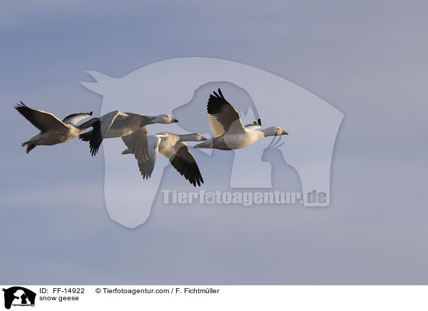 snow geese / FF-14922