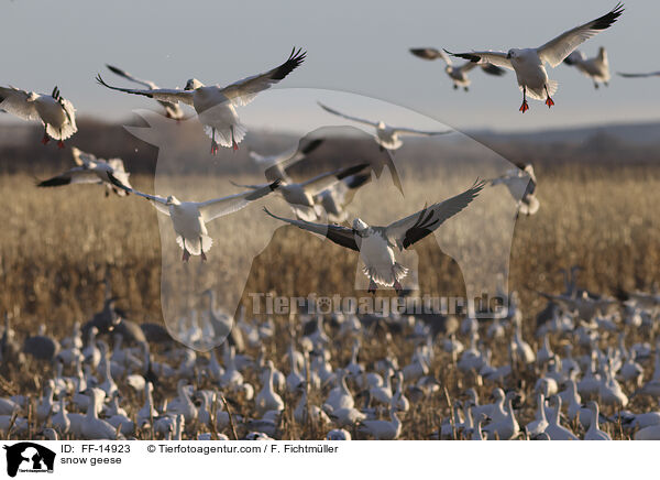 snow geese / FF-14923