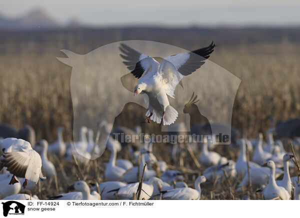 Schneegnse / snow geese / FF-14924