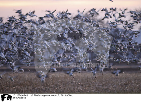 snow geese / FF-14940