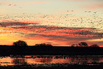 snow geese