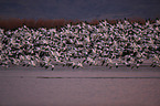 snow geese