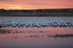 Snow Geese