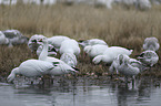 Snow Geese