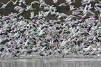 Snow Geese