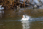 snow geese