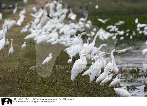 snowy egrets and great white egrets / JR-01658