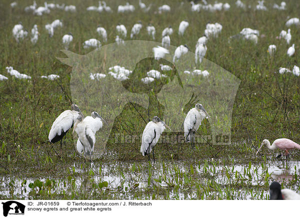 snowy egrets and great white egrets / JR-01659