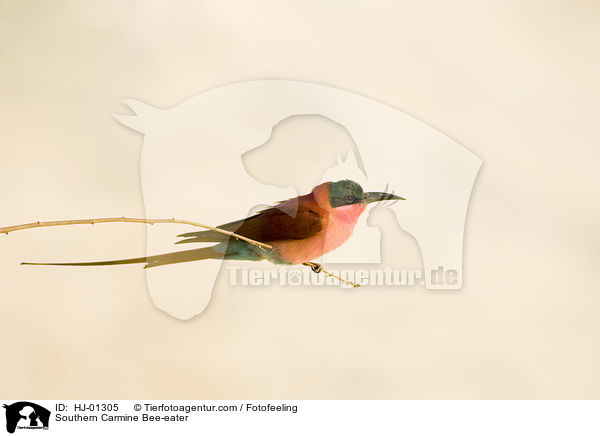 Southern Carmine Bee-eater / HJ-01305