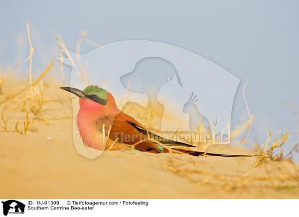 Southern Carmine Bee-eater / HJ-01309