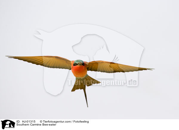 Southern Carmine Bee-eater / HJ-01315