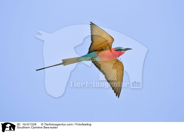 Southern Carmine Bee-eater / HJ-01328