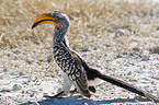 Yellow-billed hornbill