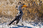 Yellow-billed hornbill