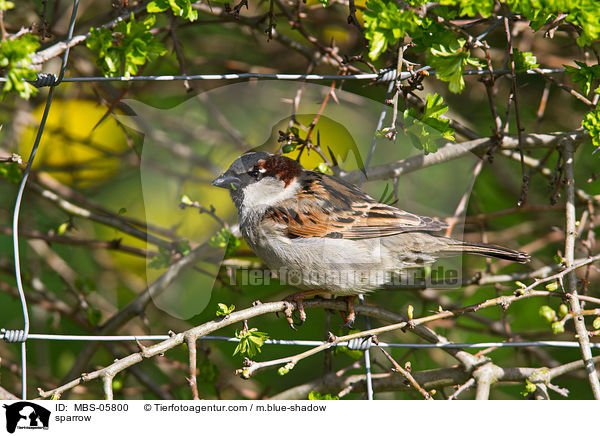 sparrow / MBS-05800