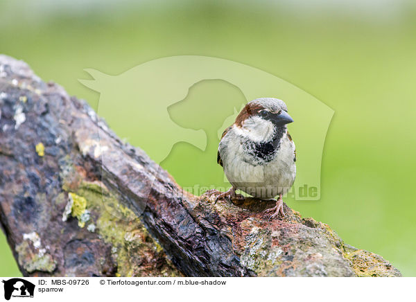sparrow / MBS-09726