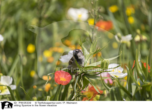 sitzender Sperling in der Blumenwiese / sitting Sparrow in the flower meadow / PW-05339