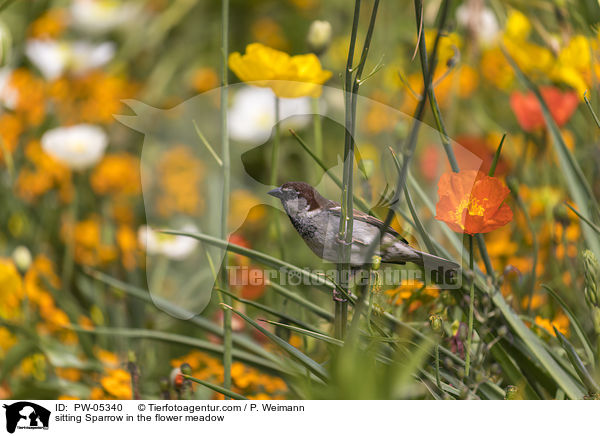 sitting Sparrow in the flower meadow / PW-05340