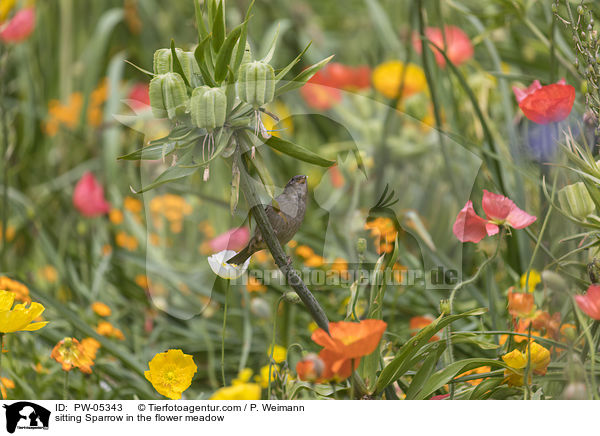 sitting Sparrow in the flower meadow / PW-05343