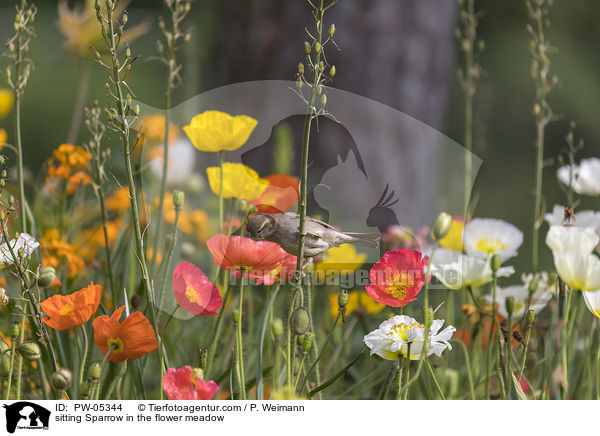 sitting Sparrow in the flower meadow / PW-05344