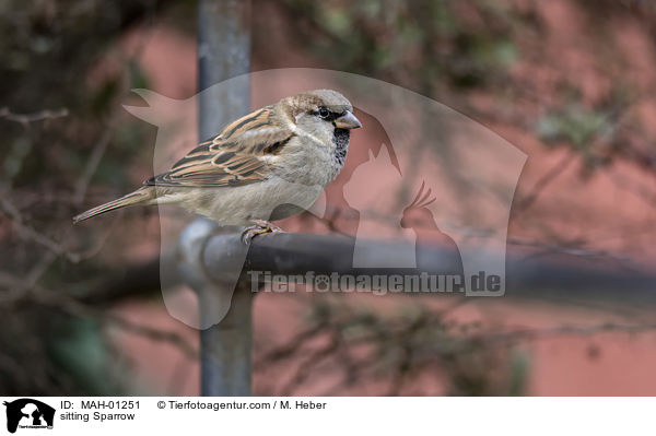 sitting Sparrow / MAH-01251