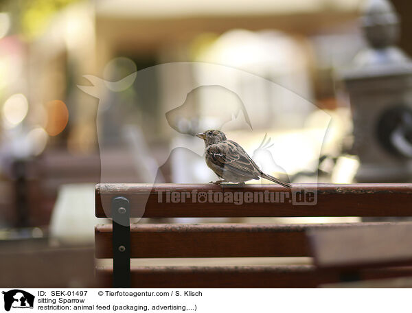 sitting Sparrow / SEK-01497