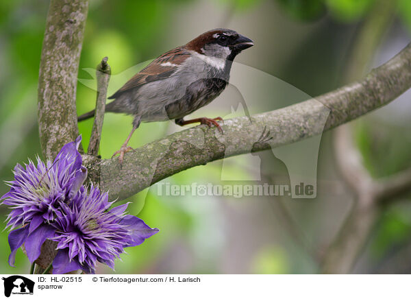 sparrow / HL-02515