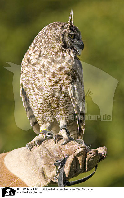 spotted eagle owl / WS-02410