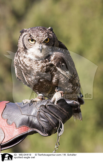spotted eagle owl / WS-04419