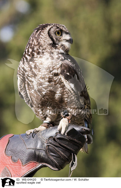 spotted eagle owl / WS-04420