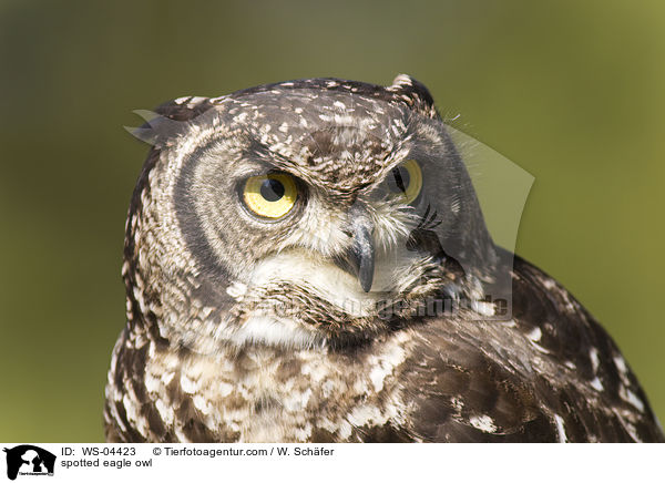 spotted eagle owl / WS-04423