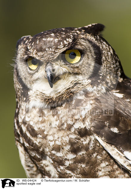 spotted eagle owl / WS-04424