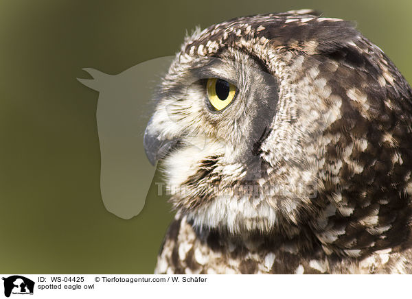 spotted eagle owl / WS-04425