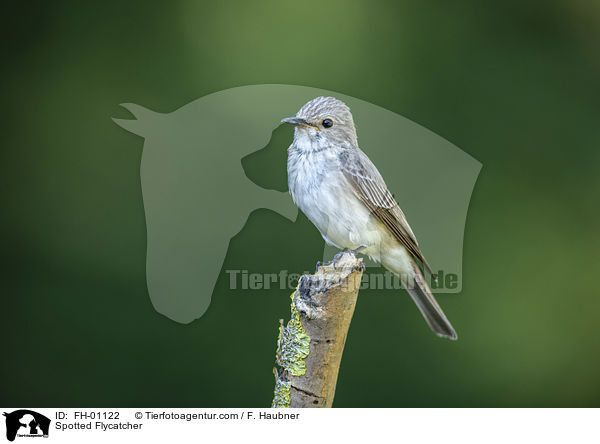 Grauschnpper / Spotted Flycatcher / FH-01122