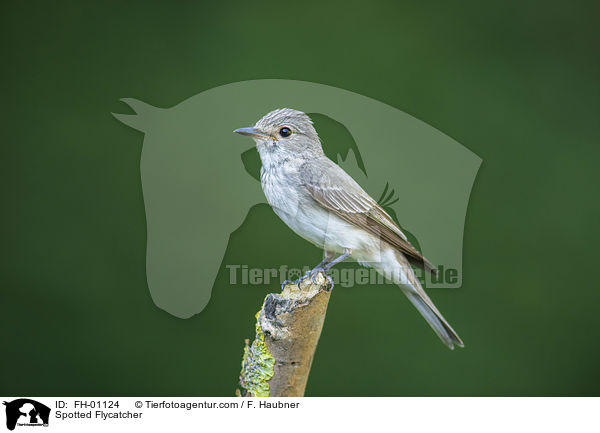 Grauschnpper / Spotted Flycatcher / FH-01124