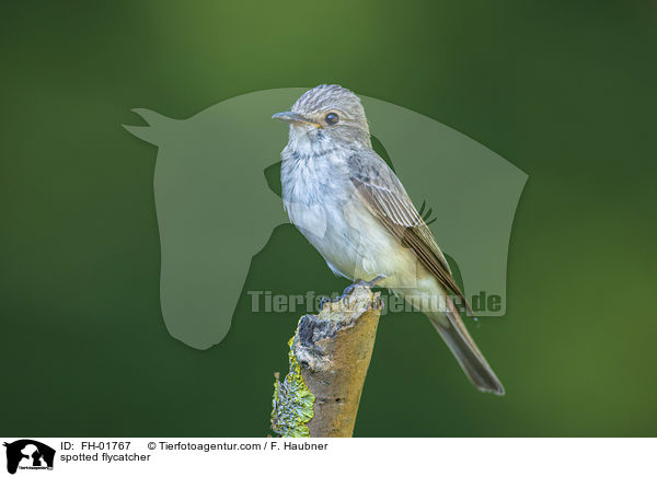 Grauschnpper / spotted flycatcher / FH-01767